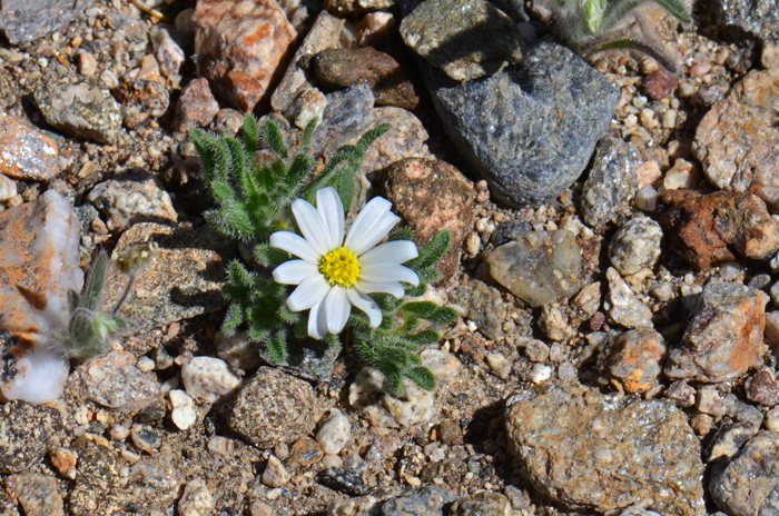 leaves in a basal rosette; populations benefit from heavy winter rainfall. 